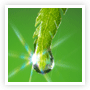 樹木・植栽維持管理業務